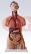 	HUMAN TORSO WITH INTERCHANGEABLE SEX ORGANS